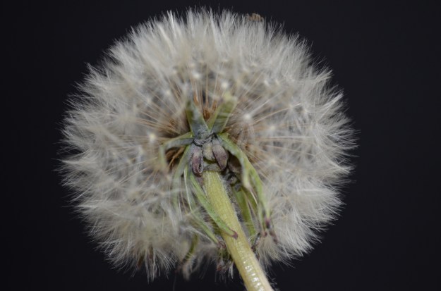 Dandelion 