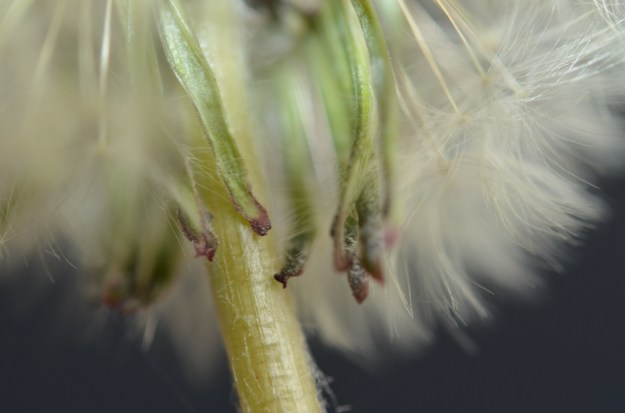 Dandelion close-up