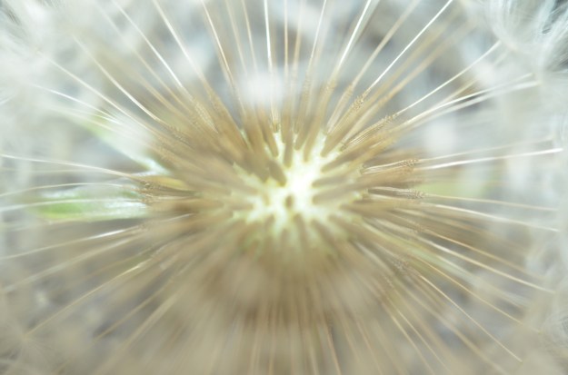 Dandelion close-up